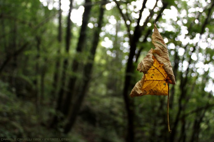 leaf in the air