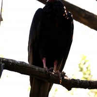 evil condor