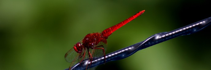 red draglonfly