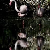flamingos .2