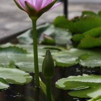 flower at Royal Palace, Bangkok