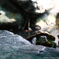 turtle at Wat Pho, Bangkok