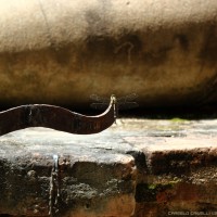 dragonfly at historical park, Sukothai