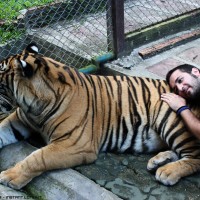 inside the tigers cage .5