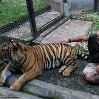 inside the tigers cage .7