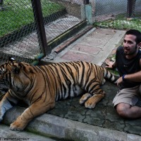 inside the tigers cage .8