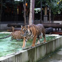 inside the tigers cage .14