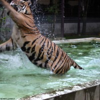 inside the tigers cage .15