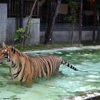 inside the tigers cage .17