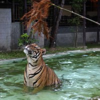 inside the tigers cage .18