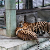 inside the tigers cage .19