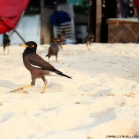 birds on the sand