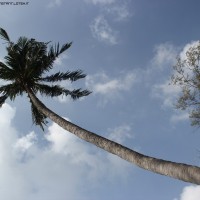 koh tao palm