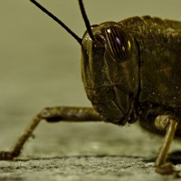Grasshopper [crop]