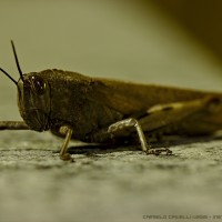 Grasshopper [ltev]